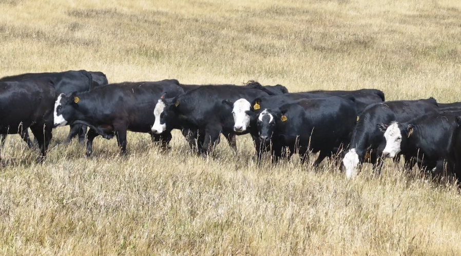 83 Head Of black & black baldy Bred Heifers